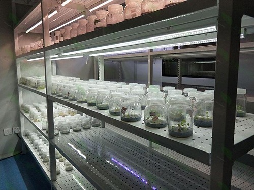 红安植物组织培养实验室设计建设方案